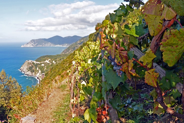 Lo SCIACCHETRÀ delle CINQUE TERRE