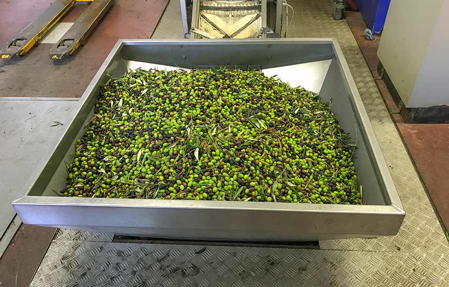 La lavorazione delle olive in frantoio
